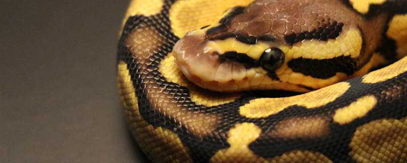 蛇是怎么准备过冬的