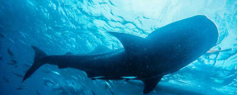 鲸鱼怎么繁殖