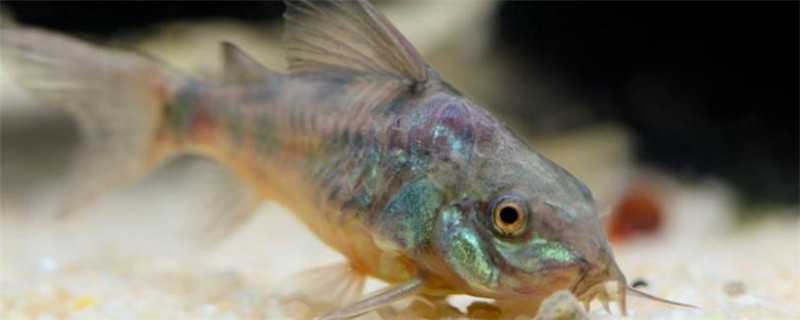 鼠鱼怎么繁殖