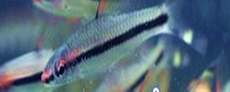 һü������ô��ֳ