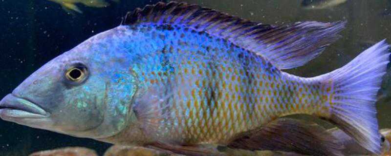 三湖慈鲷怎么繁殖