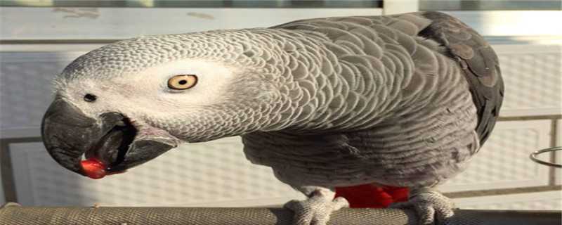 灰鹦鹉的繁殖方法