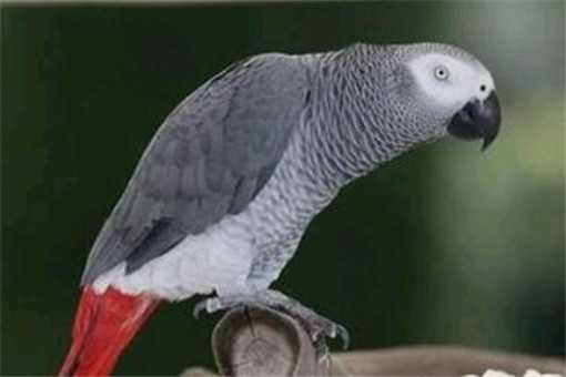 停止飞行的灰鹦鹉