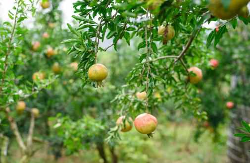 石榴一般什么时候成熟