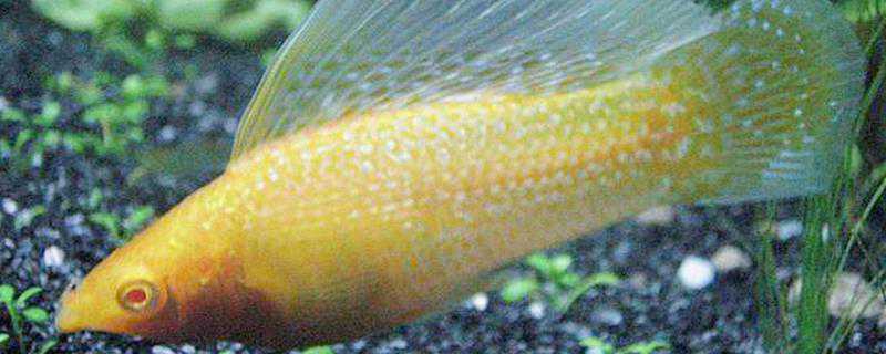 玛丽鱼怎么繁殖