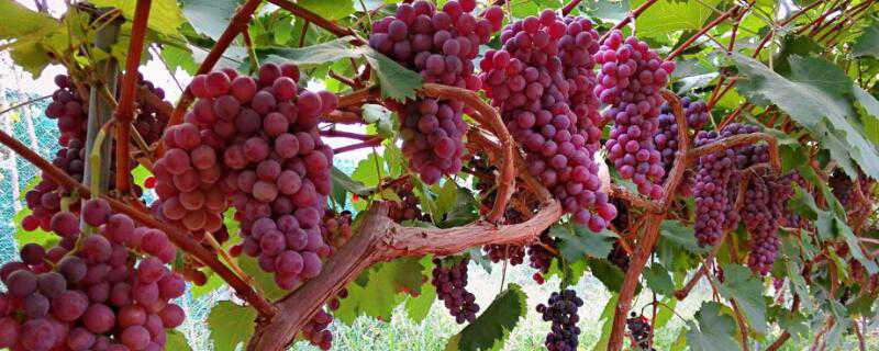 河南可以种什么水果