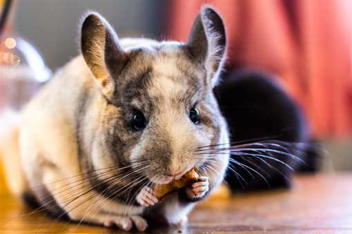 2019年龙猫价格多少钱一只