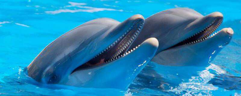 鲸鱼怎么交配繁殖