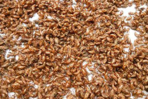 蝉蜕价格多少钱一斤