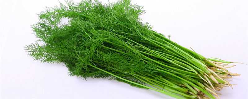 茴香菜可以生吃吗