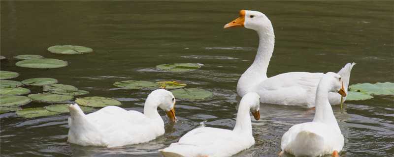 鹅喜欢吃什么牧草