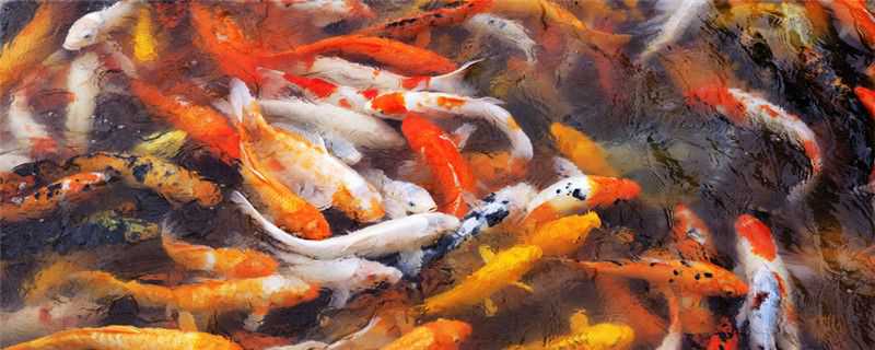 ����ͽ��������