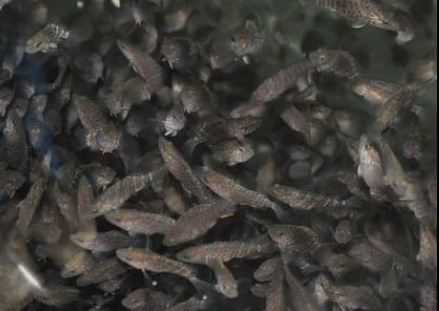 野生石斑鱼价格多少钱一斤