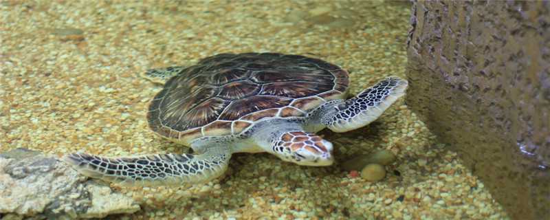 王八喜欢吃什么食物