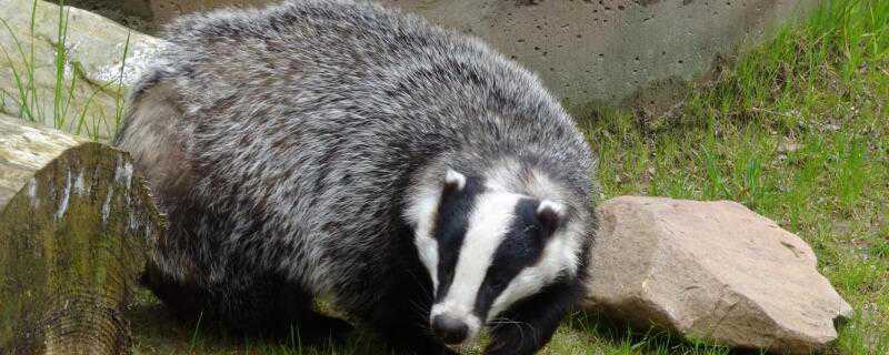 獾喜欢吃什么东西