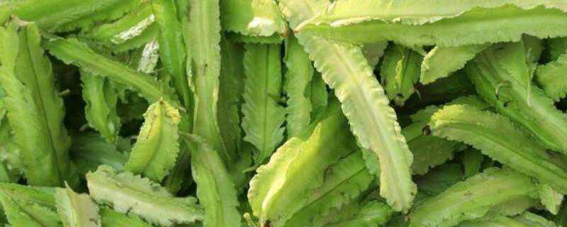 ���ⶹ����������