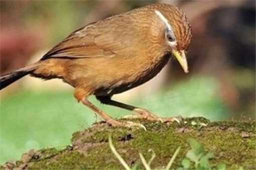 �����Ļ�ü��