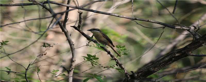 ��֦�ϵĻ�ü��