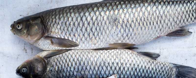 钓草鱼配方是什么?