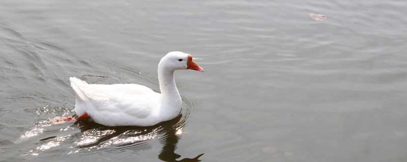 ����������ص�