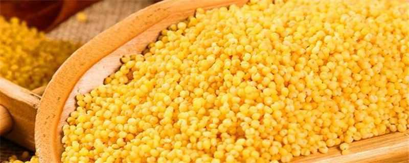 大金苗小米和普通小米区别