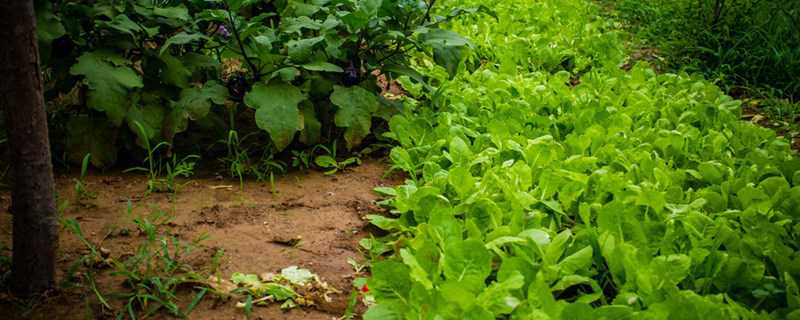 �ﶬ��ֲʲô�߲ˣ�