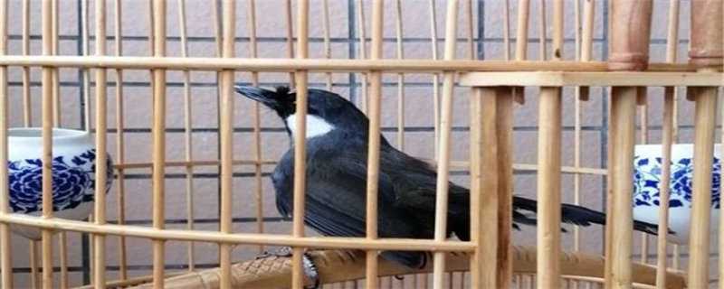 珊瑚鸟的生活习性