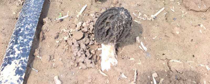 羊肚菌室内种植技术