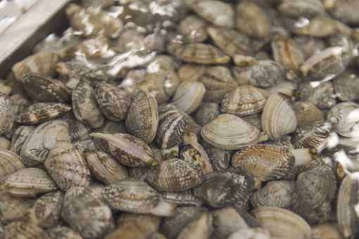 蛤蜊多少钱一斤?