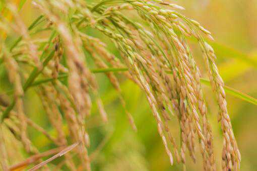 ˮ������ЩƷ��