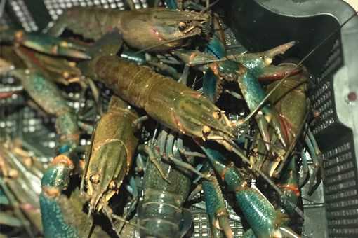 ���޵�ˮ��Ϻ��۸��Ƕ��٣�