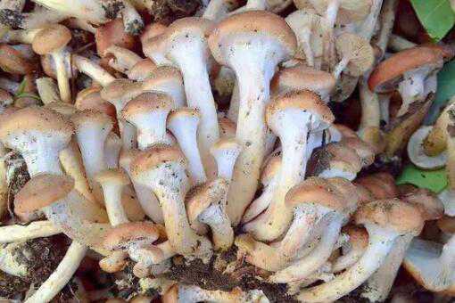 榛蘑是什么蘑菇