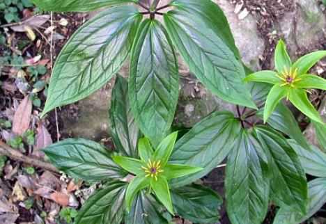 ��Ҷһ֦��������ʲô