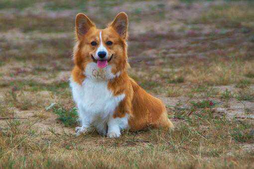 ��Ϊʲôϲ����������