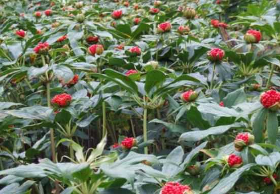 ��ҩ��¥������ʲô