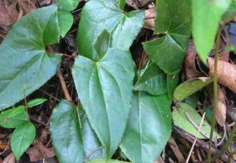 ����޽�ı�����ʲ