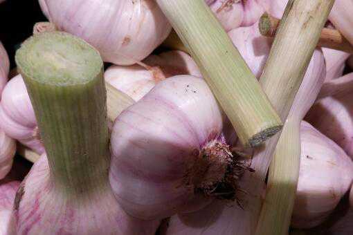 2020������ֲǰ��