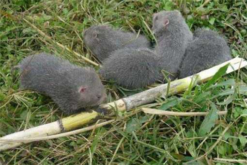 �������ֳ������ʲô