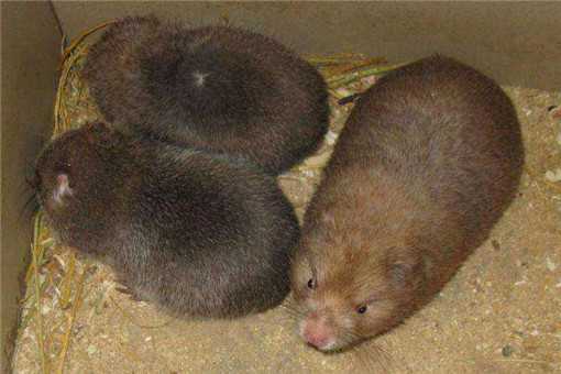 2020���������ֳǰ����ô��