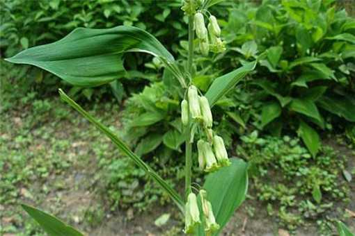 2020年中药黄精种植前景怎么样