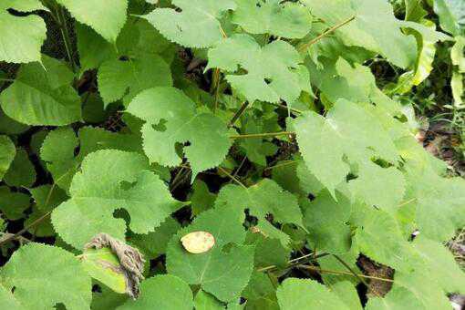 构树的果实能吃吗