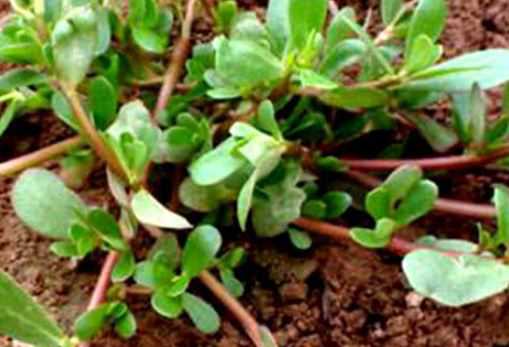 马齿苋的别名叫什么