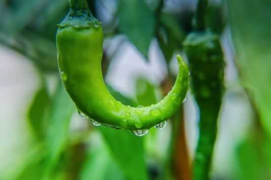 现在辣椒价格行情走势如何