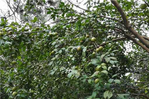 2020年农村致富好项目有哪些