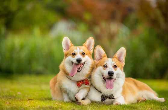 �����������ж೤��