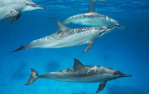 ������ʲô��������