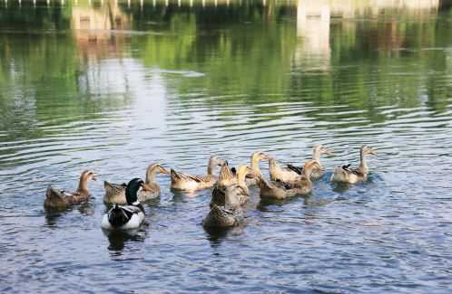 鸭子的品种有哪些