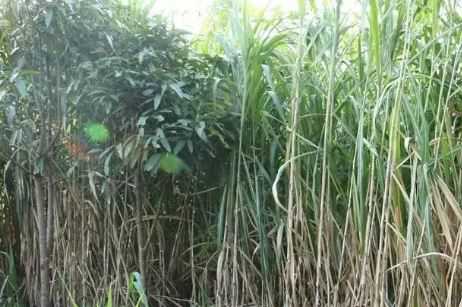 ���ݱ�����ʲô