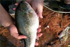 2020������ˮ����ֳ��Ŀ����Щ����3����Ŀǰ�ûر��ߣ�ֵ��һ��