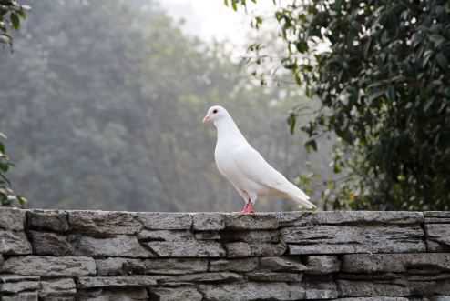 ���ӳ�������������Щ